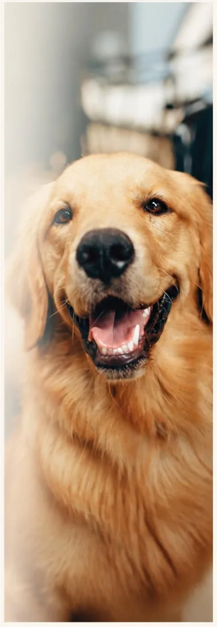 Un golden retriever adulto, contento, mirando a la cámara